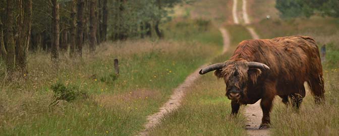 Schotse Hooglander op de Veluwe in Gelderland